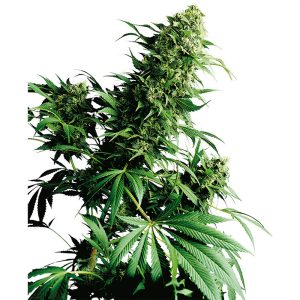 Shiva Shanti Sensi Seeds Semi Regolari pianta madre