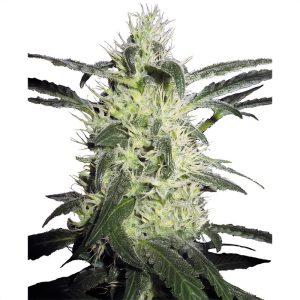 Silver Haze Sensi Seeds Semi Femminizzati cime resinose argentate