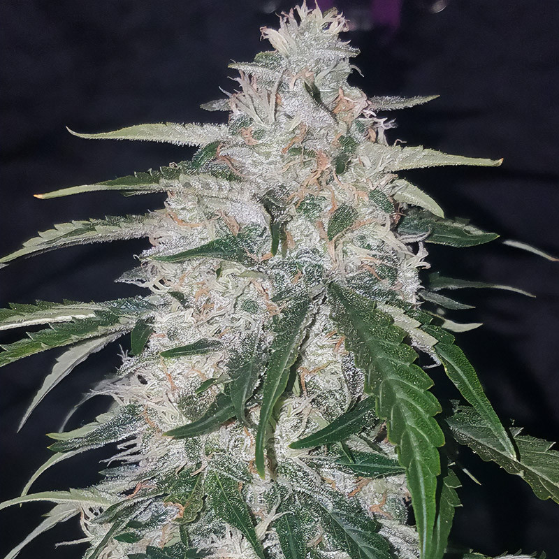 Six Shooter Auto - FastBuds - Semi Autofiorenti, vista 2