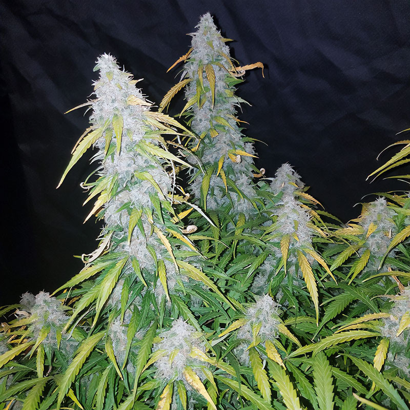 Six Shooter Auto - FastBuds - Semi Autofiorenti, vista 3