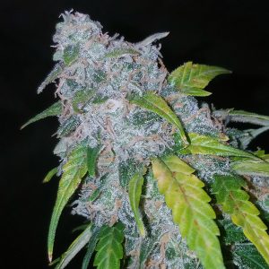 Six Shooter Auto FastBuds Semi Autofiorenti cime resinose