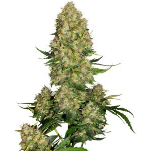 Skunk 1 Auto Sensi Seeds Semi Autofiorenti cime resinose