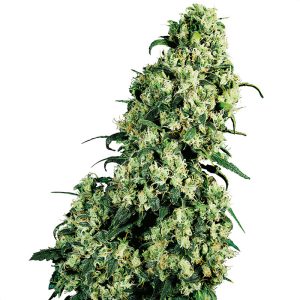 Skunk 1 Sensi Seeds Semi Regolari pianta madre