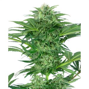 Skunk Dream Sensi Seeds Semi CBD cime resinose