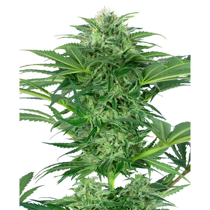 Skunk Dream Sensi Seeds Semi CBD cime resinose