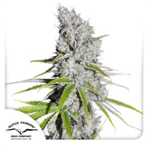 Skunk Haze Dutch Passion Semi CBD cime resinose