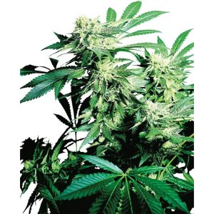 Skunk Kush Semi Femminizzati cime resinose