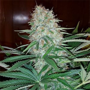 Skunk Original Semi Femminizzati cime dense