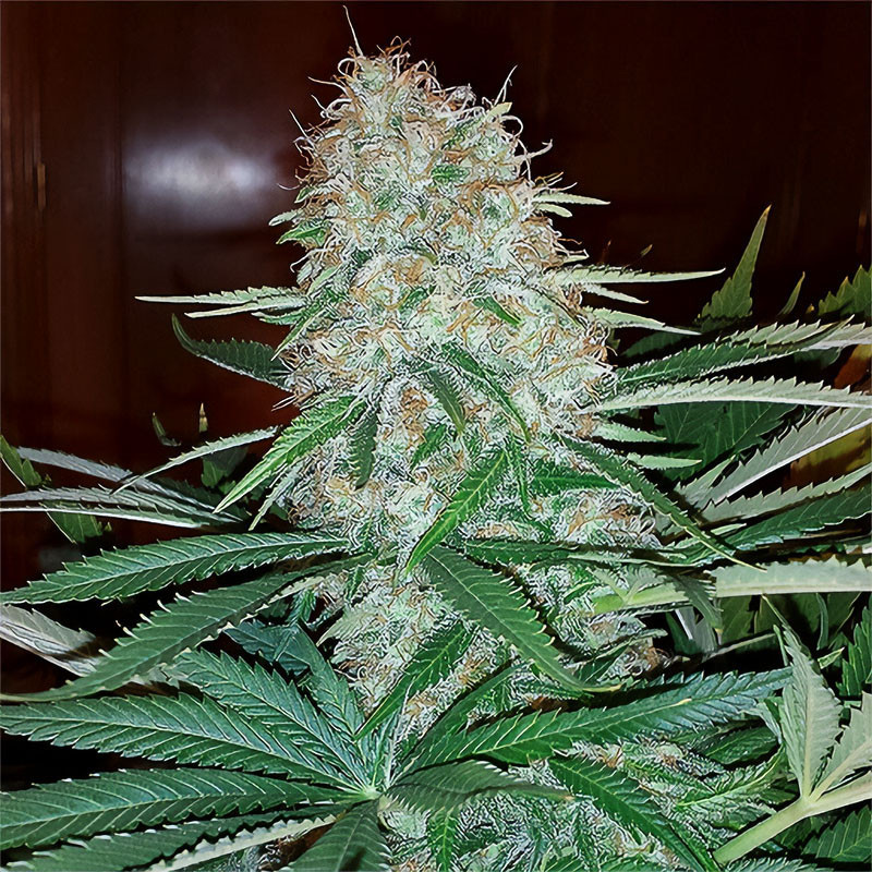 Skunk Original Semi Femminizzati cime dense