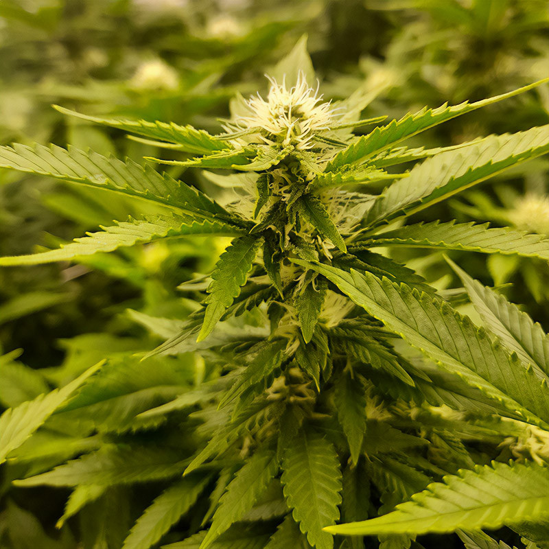 Skunk XL - Royal Queen Seeds - Semi Femminizzati, vista 3
