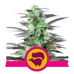 Skunk XL Royal Queen Seeds Semi Femminizzati cime dense