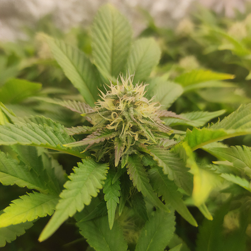 Skunk XL - Royal Queen Seeds - Semi Femminizzati, vista 4