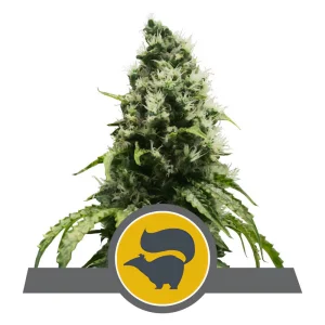 Skunk XL Royal Queen Seeds Semi Regolari pianta madre