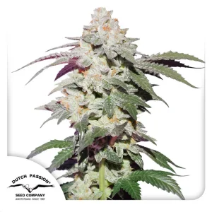 Skywalker Haze Dutch Passion Semi Femminizzati cime resinose