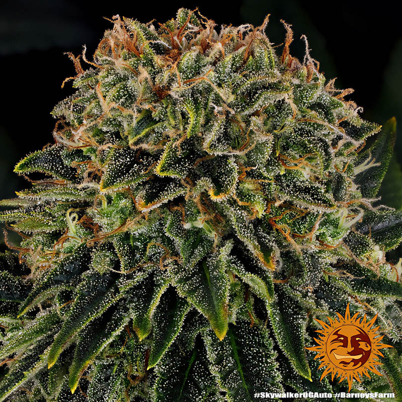 Skywalker OG Auto - Barney's Farm - Semi Autofiorenti, vista 2