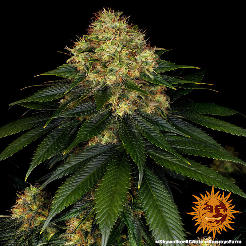 Skywalker OG Auto - Barney's Farm - Semi Autofiorenti, vista 3