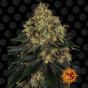 Skywalker OG Auto Barney's Farm Semi Autofiorenti cime resinose