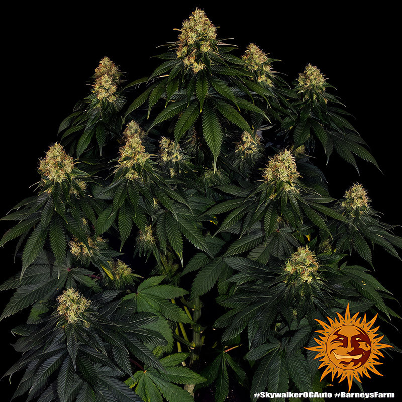 Skywalker OG Auto - Barney's Farm - Semi Autofiorenti, vista 4