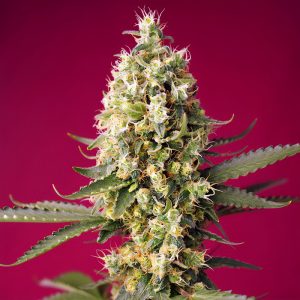 Skywalker OG Runtz XL Auto Sweet Seeds Semi Autofiorenti cime resinose