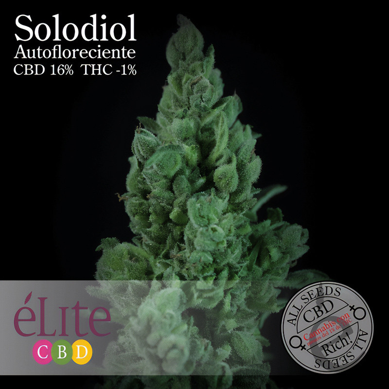Solodiol Auto Elite Seeds Semi CBD cime resinose