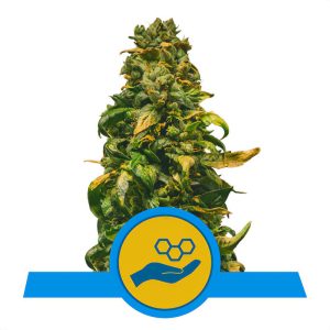 Solomatic Royal Queen Seeds Semi CBD cime ricchissime di CBD