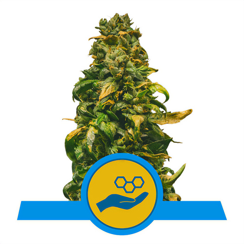 Solomatic Royal Queen Seeds Semi CBD cime ricchissime di CBD