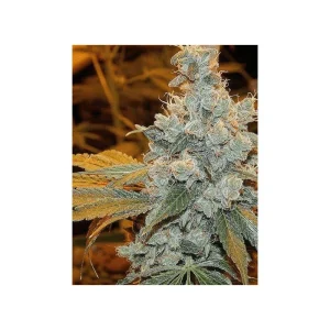 Sour Diesel Semi Femminizzati cime lunghe