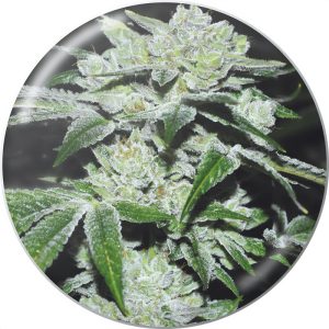 Sour Glue Medical Seeds Semi Femminizzati cime resinose