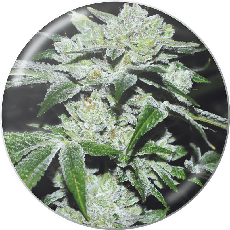 Sour Glue Medical Seeds Semi Femminizzati cime resinose