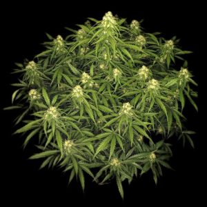 Sour Jealousy Auto FastBuds Semi Autofiorenti cime resinose
