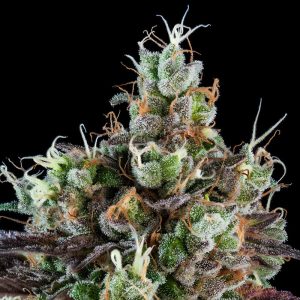 Sour Ripper Ripper Seeds Semi Femminizzati cime resinose
