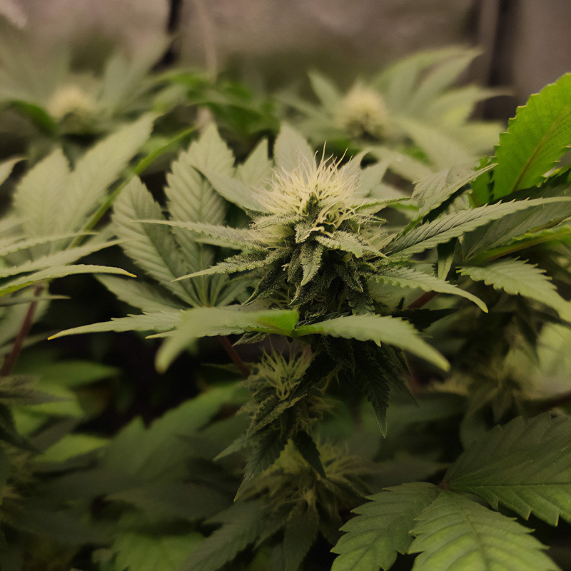 Special Kush 1 - Royal Queen Seeds - Semi Femminizzati, vista 3