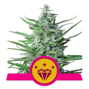 Special Kush 1 Royal Queen Seeds Semi Femminizzati cime dense