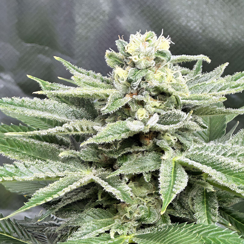 Special Kush 1 - Royal Queen Seeds - Semi Femminizzati, vista 4
