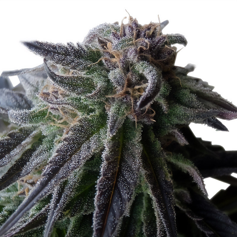 Special Queen 1 - Royal Queen Seeds - Semi Femminizzati, vista 3