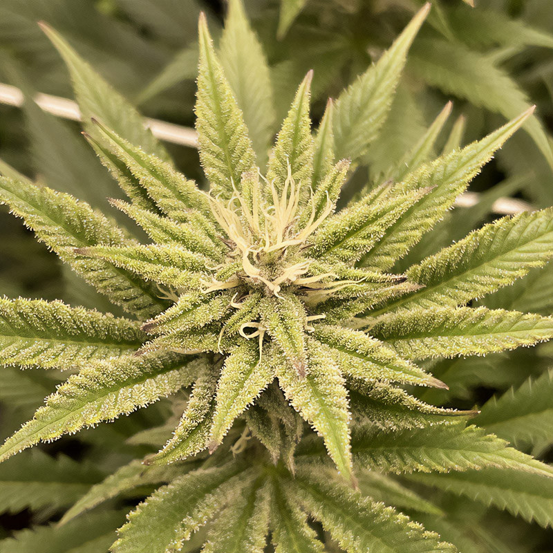 Special Queen 1 - Royal Queen Seeds - Semi Femminizzati, vista 4