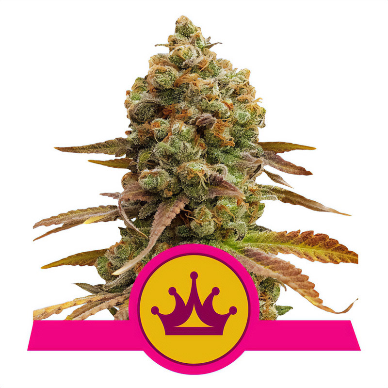 Special Queen 1 Royal Queen Seeds Semi Femminizzati cime dense