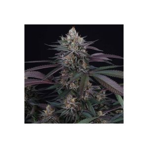 Spritz Perfect Tree Semi Femminizzati cime resinose