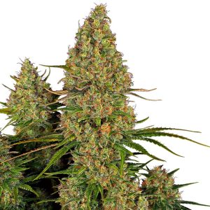 Sticky Orange XXL Auto Sensi Seeds Semi Autofiorenti cime resinose