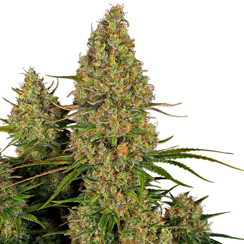 Sticky Orange XXL Auto Sensi Seeds Semi Autofiorenti cime resinose