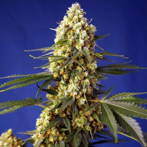 Strawberry Banana Gelato XL Auto Sweet Seeds Semi Autofiorenti cime resinose