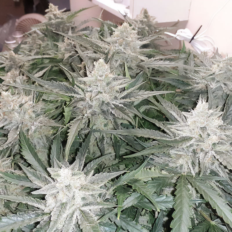 Strawberry Banana XXL Semi Autofiorenti, vista 2