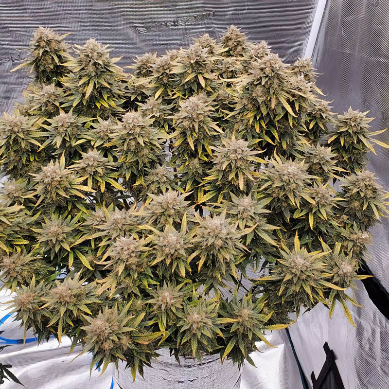 Strawberry Banana XXL Semi Autofiorenti, vista 3