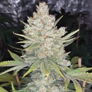 Strawberry Banana XXL Semi Autofiorenti cime resinose