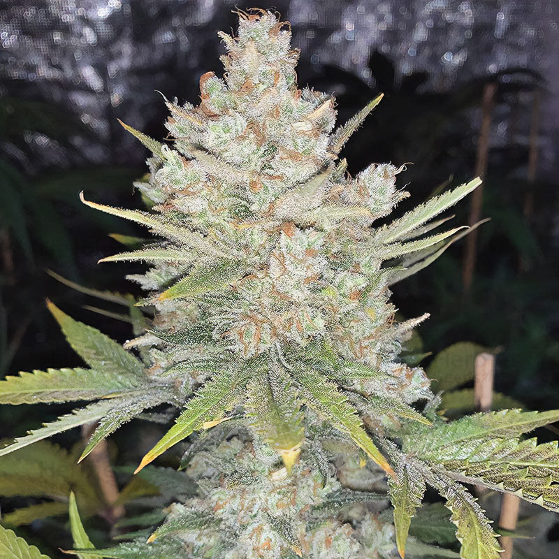 Strawberry Banana XXL Semi Autofiorenti cime resinose