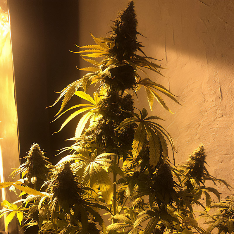 Strawberry Cake - Medical Seeds - Semi CBD, vista 2
