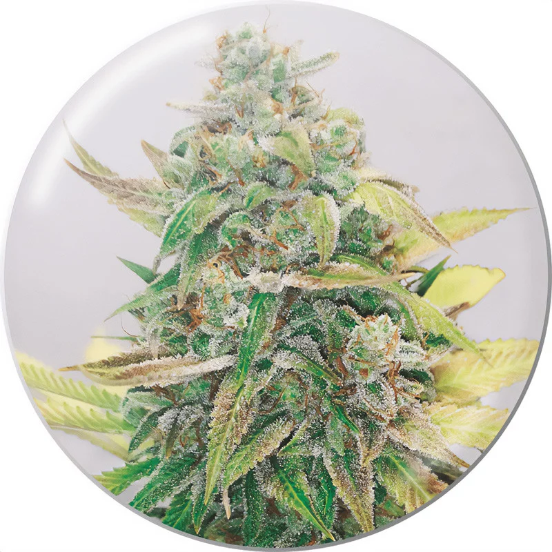 Strawberry Cake Medical Seeds Semi CBD cime resinose ricche di CBD