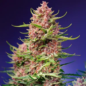 Strawberry Cola Sherbet F1 Fast Version Sweet Seeds Semi Femminizzati cime resinose