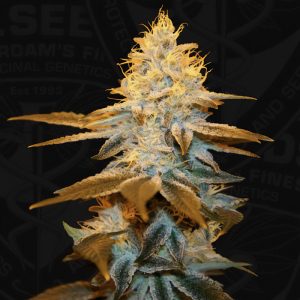 Strawberry Glue TH Seeds Semi Femminizzati cime resinose