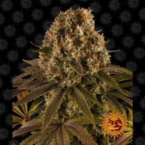 Strawberry Lemonade Barney's Farm Semi Femminizzati cime resinose